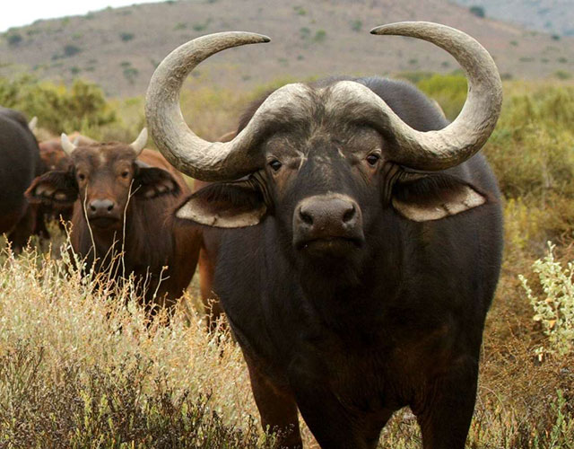 Hosted Africa Rainbow Nation Safari