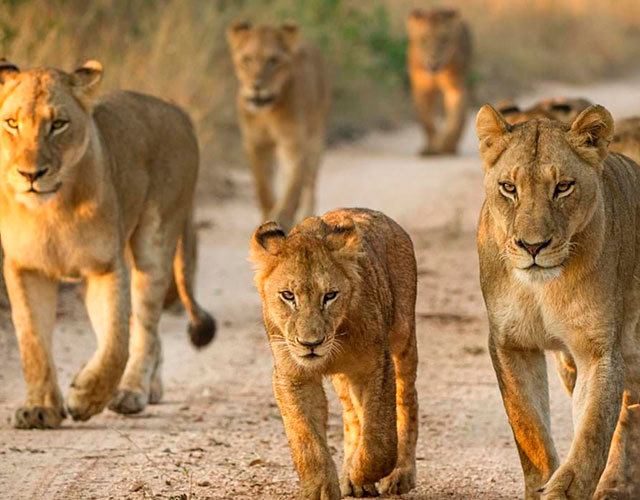 Hosted Africa Spring Trip 1